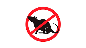 Rats et Souris